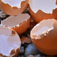 Photo de coquille d'œuf 4