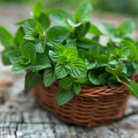 Photo de menthe 2