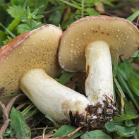 Foto von Butterpilzen