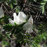 Photo de caragana 4