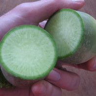 Photo de radis vert 5