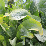 Photo de feuilles de raifort 3
