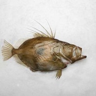 Foto des Dori 4