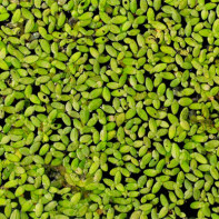 Photo de l'herbe de lentille d'eau 2