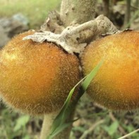 Foto Naranjilla 5