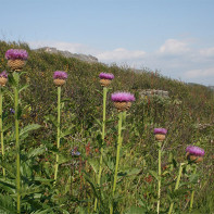 Foto von Leuzea 4