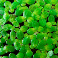 Photo de l'herbe de lentille d'eau 5