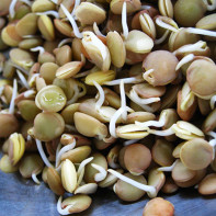 Photo de lentilles germées 5