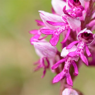 Photo d'orchis 3