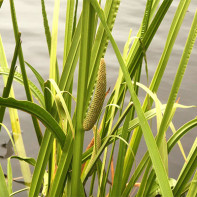 Photo d'acore des marais