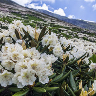 Photo du rhododendron du Caucase 4