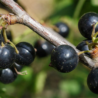 Photo de cassis