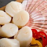 Photos de coquilles Saint-Jacques