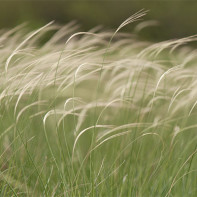 Foto des Kowalkrauts 3