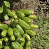 Foto der Bilimbi-Frucht 3