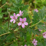 Photo d'érodium 5
