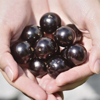 Photo de jabuticaba 2