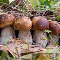 Comment choisir et conserver les cèpes