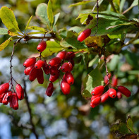 Photo de l'épine-vinette 2