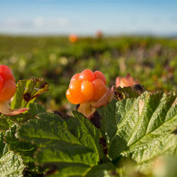 Foto von Moltebeeren 6