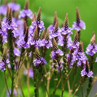 Photo de verveine