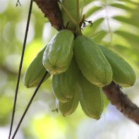 Foto der Bilimbi-Frucht 5