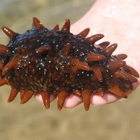 Photo de trépang
