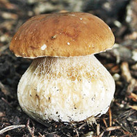 Photos de cèpes
