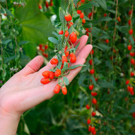 Photo de baies de goji 5
