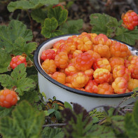 Foto von Moltebeeren 4
