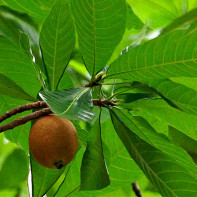 Foto der Genipa-Frucht 2