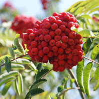 Photo de sorbier rouge