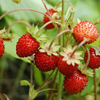 Photo de fraises des bois 3