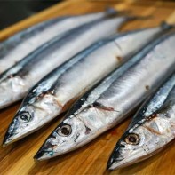 Foto von Saury