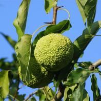 Foto der Osage-Orange 5