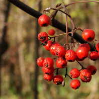 Photo de sorbier rouge 3