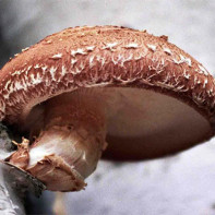 Foto von Shiitake-Pilzen 2