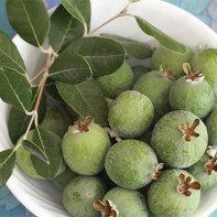 Photo de feijoa