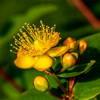 Photo de millepertuis 4