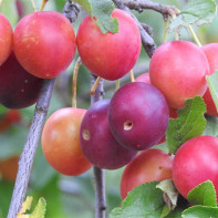 Photo de prune-cerise
