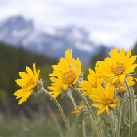 Photo de l'arnica 4