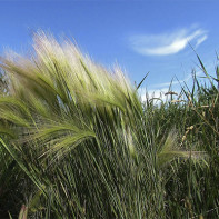 Foto des Kowalkrauts