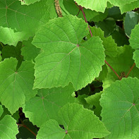 Foto von Weinblättern