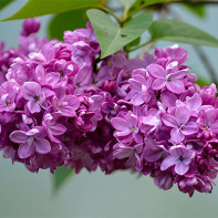 Photo de lilas 2