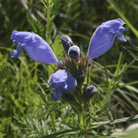 Photo du dracocephalum