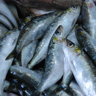 Photo de sardines 4