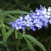 Foto von Vitex 5