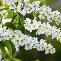 Photo de cerisier à grappes 3