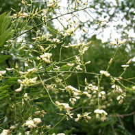 Photo de sophora japonica 4