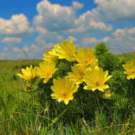Photo de l'adonis